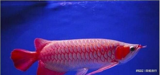 最貴的血紅龍魚：世界上最貴的血紅龍魚價格分析