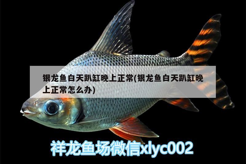 銀龍魚白天趴缸晚上正常(銀龍魚白天趴缸晚上正常怎么辦) 銀龍魚白天趴缸晚上正常(銀龍魚白天趴缸晚上正常怎么辦) 銀龍魚百科