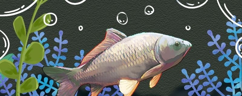 立秋后還能釣鯉魚嗎怎樣釣