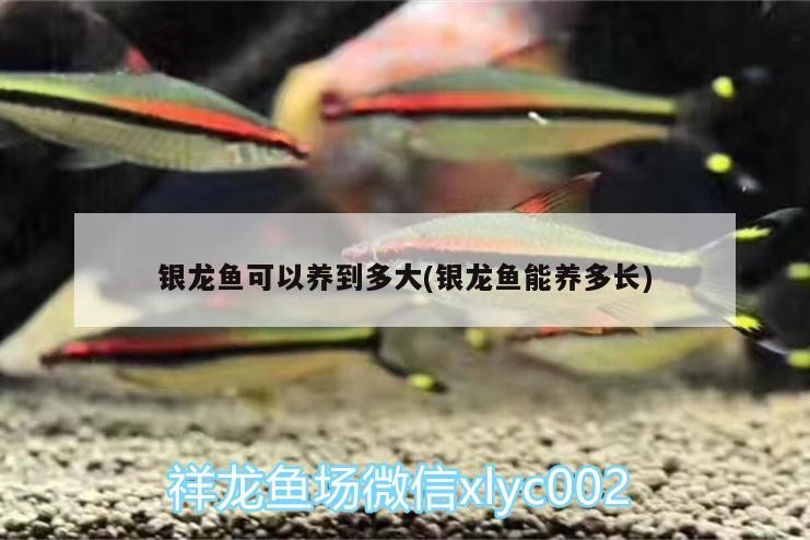 銀龍魚可以養(yǎng)到多大(銀龍魚能養(yǎng)多長)