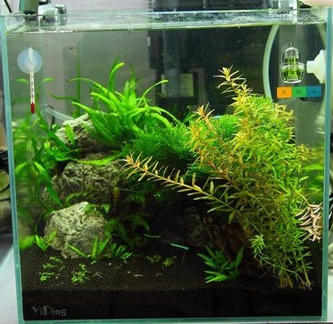 玻璃瓶魚缸造景視頻：教你做一個玻璃瓶小魚缸，看完你也會，成品美極了