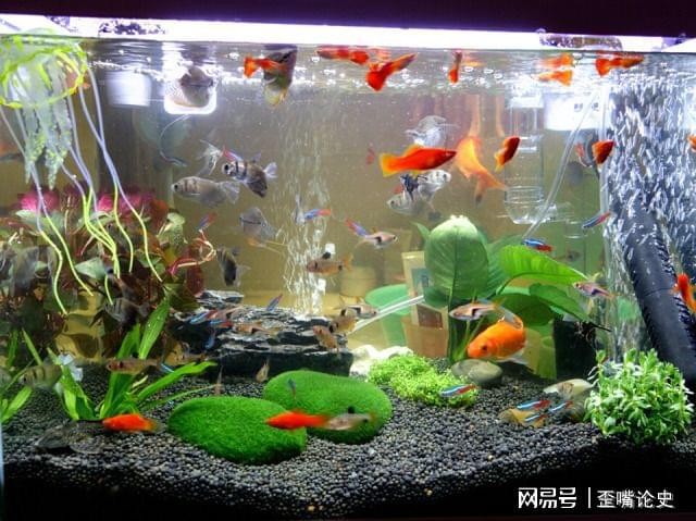 福龍龍魚圖片大全大圖