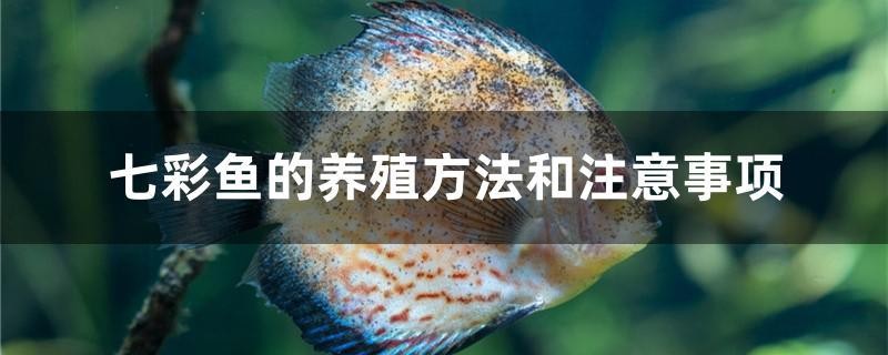 七彩魚的養殖方法和注意事項