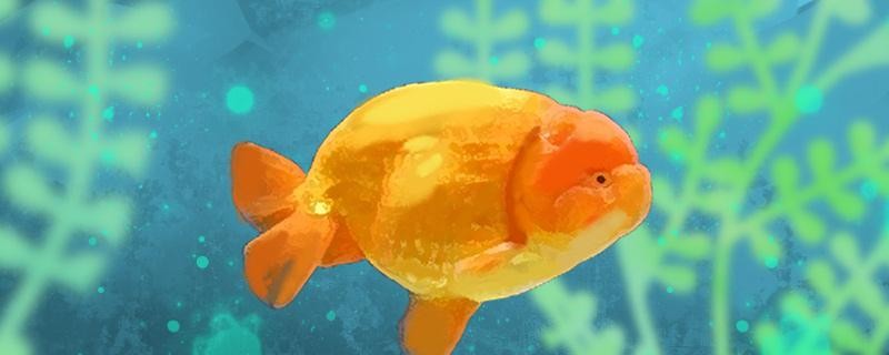 蘭壽用什么濾材比較好用什么水養好