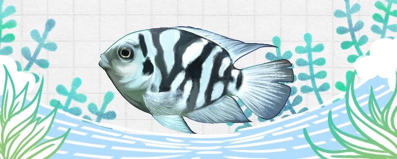 迷你鸚鵡魚好養嗎需要注意什么