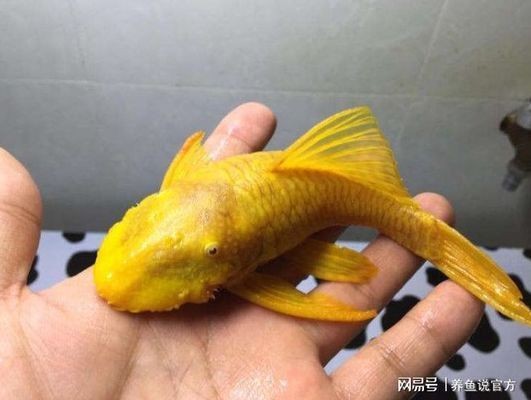 龍魚干蝦有營養嗎 浙江偌博特自動化科技有限公司(浙江偌博特自動化科技有限公司招工) 博特水族 浙江偌博特自動化科技有限公司(浙江偌博特自動化科技有限公司招工) 浙江偌博特自動化科技有限公司(浙江偌博特自動化科技有限公司招工) 博特水族