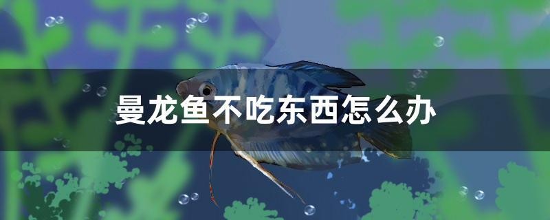 我的虎魚真菌感染了要怎么處理 曼龍魚不吃東西怎么辦 馬來西亞咖啡 曼龍魚不吃東西怎么辦 曼龍魚不吃東西怎么辦 馬來西亞咖啡
