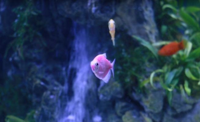 龍魚兩個月不吃東西怎么回事