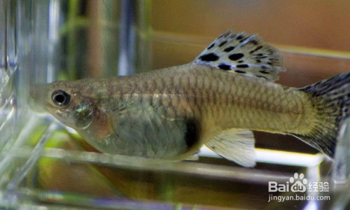 博特魚缸和彩蝶的對比視頻教程（博特魚缸和彩蝶的對比視頻教程全集） 博特魚缸和彩蝶的對比視頻教程（博特魚缸和彩蝶的對比視頻教程全集） 博特水族