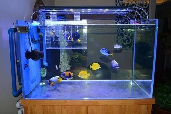 為什么龍魚突然趴缸底（為什么龍魚突然趴缸底了）