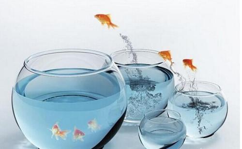 魚缸造景擺設效果圖片大全（魚缸造景擺設效果圖片大全集）