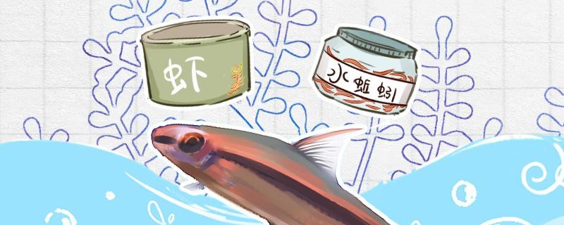 一眉道人魚吃蝦嗎還喜歡吃什么