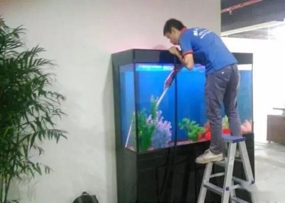 幽靈火箭可以和龍魚混養嗎，幽靈火箭可以和什么魚一起混養