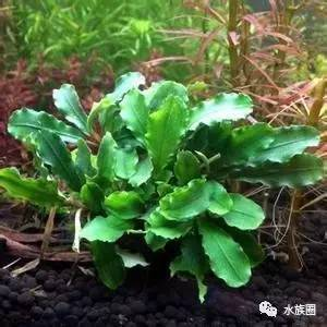 紅龍魚手機壁紙大全圖片可愛（紅龍魚手機壁紙大全圖片可愛高清）