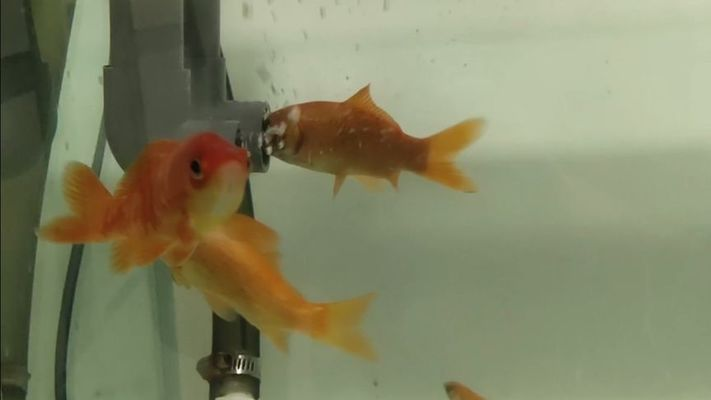 好看的觀賞魚(yú)圖片欣賞（好看的觀賞魚(yú)圖片欣賞大全） 好看的觀賞魚(yú)圖片欣賞（好看的觀賞魚(yú)圖片欣賞大全） 魚(yú)缸百科