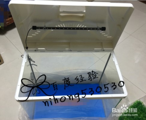 雷龍魚英文怎么說（雷龍魚英文怎么說怎么寫）