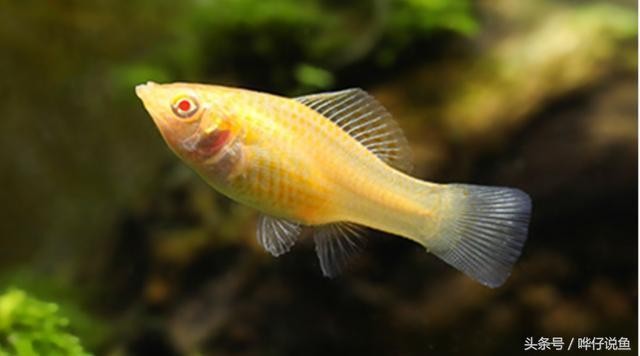 博特魚缸官網網址（博特魚缸官網網址是多少） 博特魚缸官網網址（博特魚缸官網網址是多少） 博特水族