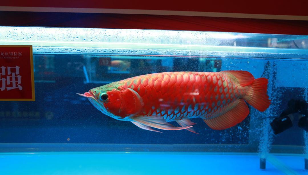 遼源市龍山區龍輝水族館（遼源市龍山區龍輝水族館電話）