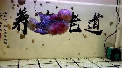 什么魚能和龍魚、虎魚混養(yǎng)(龍魚能和虎魚混養(yǎng)嗎) 金魚缸氧氣泵耗電嗎多少度合適 魚缸百科 金魚缸氧氣泵耗電嗎多少度合適 金魚缸氧氣泵耗電嗎多少度合適 魚缸百科