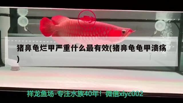 我的虎魚真菌感染了要怎么處理 豬鼻龜爛甲嚴重什么最有效(豬鼻龜龜甲潰瘍) 豬鼻龜百科 豬鼻龜爛甲嚴重什么最有效(豬鼻龜龜甲潰瘍) 豬鼻龜爛甲嚴重什么最有效(豬鼻龜龜甲潰瘍) 豬鼻龜百科