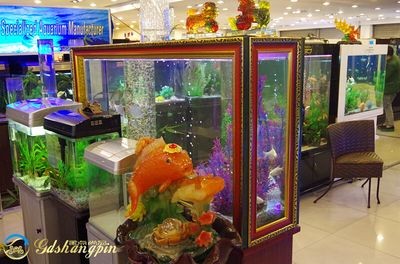 大魚缸怎么賣賺錢：大魚缸養護技巧