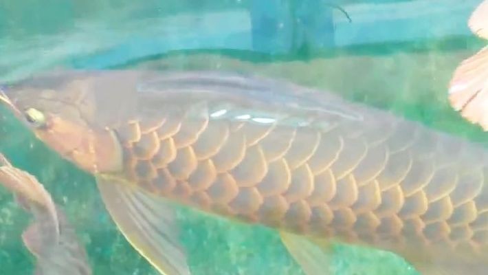 最大的紅龍魚：紅龍魚壽命最長記錄如何鑒別優質紅龍魚壽命最長記錄 最大的紅龍魚：紅龍魚壽命最長記錄如何鑒別優質紅龍魚壽命最長記錄 紅龍魚百科 第4張