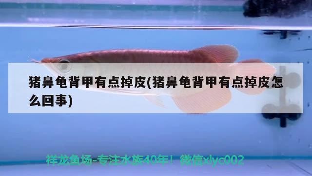 豬鼻龜背甲有點掉皮(豬鼻龜背甲有點掉皮怎么回事) 豬鼻龜背甲有點掉皮(豬鼻龜背甲有點掉皮怎么回事) 豬鼻龜百科