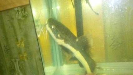 虎魚會不會被撐死：虎魚會被撐死嗎？