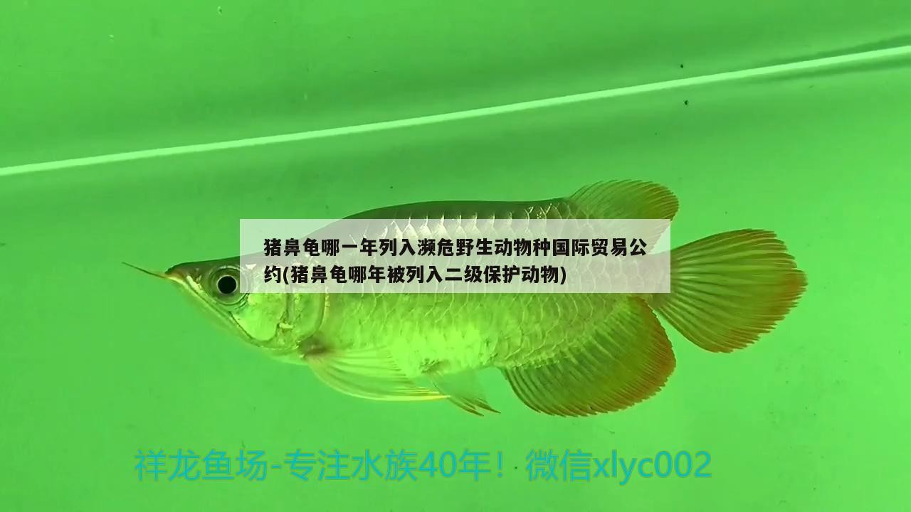 豬鼻龜哪一年列入瀕危野生動物種國際貿易公約(豬鼻龜哪年被列入二級保護動物)
