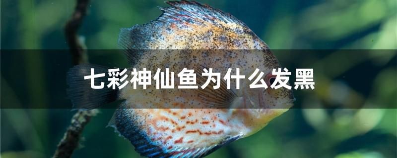 七彩神仙魚為什么發黑