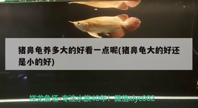 龍魚干蝦有營養(yǎng)嗎 豬鼻龜養(yǎng)多大的好看一點(diǎn)呢(豬鼻龜大的好還是小的好) 豬鼻龜百科 豬鼻龜養(yǎng)多大的好看一點(diǎn)呢(豬鼻龜大的好還是小的好) 豬鼻龜養(yǎng)多大的好看一點(diǎn)呢(豬鼻龜大的好還是小的好) 豬鼻龜百科