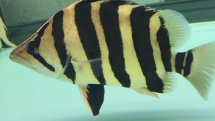 虎魚紋路怎么分公母：虎魚的公母區分