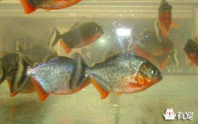 虎魚紋路怎么分公母：虎魚的公母區分