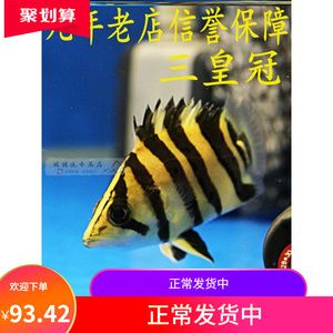 虎魚吃小魚苗嗎：虎魚會吃小魚苗嗎