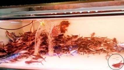 虎魚吃小魚苗嗎：虎魚會吃小魚苗嗎