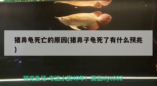 豬鼻龜死亡的原因(豬鼻子龜死了有什么預兆)