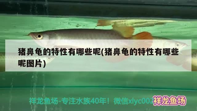 豬鼻龜的特性有哪些呢(豬鼻龜的特性有哪些呢圖片)
