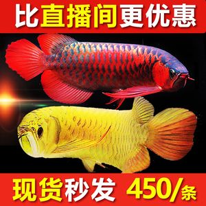 辣椒紅龍魚價格表：關(guān)于辣椒紅龍魚的價格表