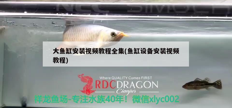 什么是b過金龍魚：b過背金龍魚多少錢
