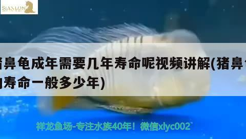 豬鼻龜成年需要幾年壽命呢視頻講解(豬鼻龜的壽命一般多少年) 豬鼻龜成年需要幾年壽命呢視頻講解(豬鼻龜的壽命一般多少年) 豬鼻龜百科