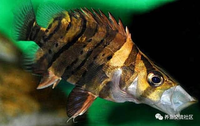 虎魚一三一四紋：關于虎魚的紋路，你了解多少？