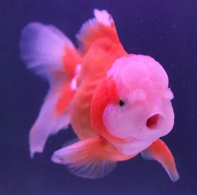 魚缸用增氧泵價格是多少:魚缸增氧機-xtrac增氧機-xtrac增氧機 怎么不吃啊 魟魚百科 怎么不吃啊 怎么不吃啊 魟魚百科