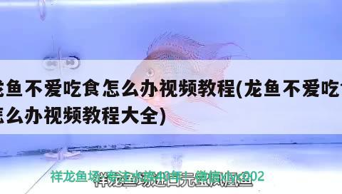 龍魚不愛吃食怎么辦視頻教程(龍魚不愛吃食怎么辦視頻教程大全)