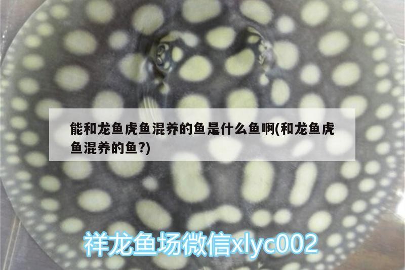 能和龍魚虎魚混養(yǎng)的魚是什么魚啊(和龍魚虎魚混養(yǎng)的魚?) 能和龍魚虎魚混養(yǎng)的魚是什么魚啊(和龍魚虎魚混養(yǎng)的魚?) 虎魚百科
