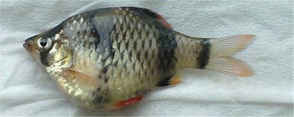 虎皮魚的飼養技巧，虎皮魚的繁殖秘籍：虎皮魚的生活習性和飼養要求從而確定合適的魚缸大小