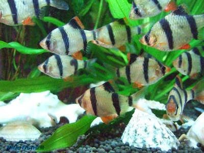 虎皮魚的飼養技巧，虎皮魚的繁殖秘籍：虎皮魚的生活習性和飼養要求從而確定合適的魚缸大小
