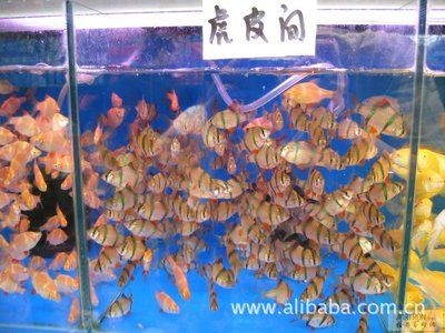 虎皮魚的飼養技巧，虎皮魚的繁殖秘籍：虎皮魚的生活習性和飼養要求從而確定合適的魚缸大小