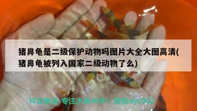 豬鼻龜是二級保護動物嗎圖片大全大圖高清(豬鼻龜被列入國家二級動物了么)