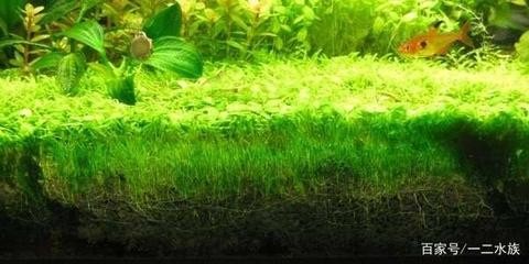 魚缸怎么人工增氧（魚缸怎么人工增氧的）