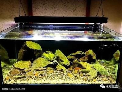 成品魚(yú)缸改原生缸造景好嗎：成品魚(yú)缸改原生缸造景的優(yōu)點(diǎn)和注意事項(xiàng)
